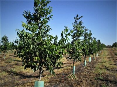 درآمد باغ گردو