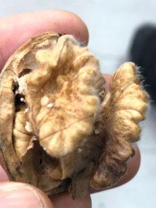 جلوگیری از کپک زدن گردو