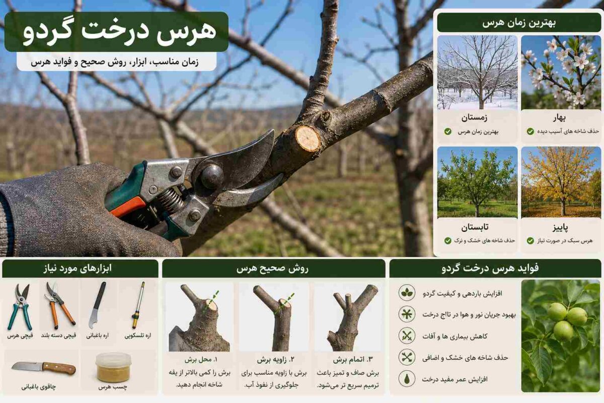 هرس درخت گردو