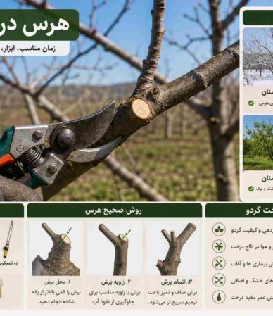 هرس درخت گردو