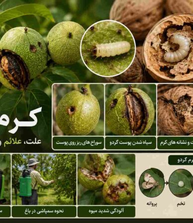 کرم گردو