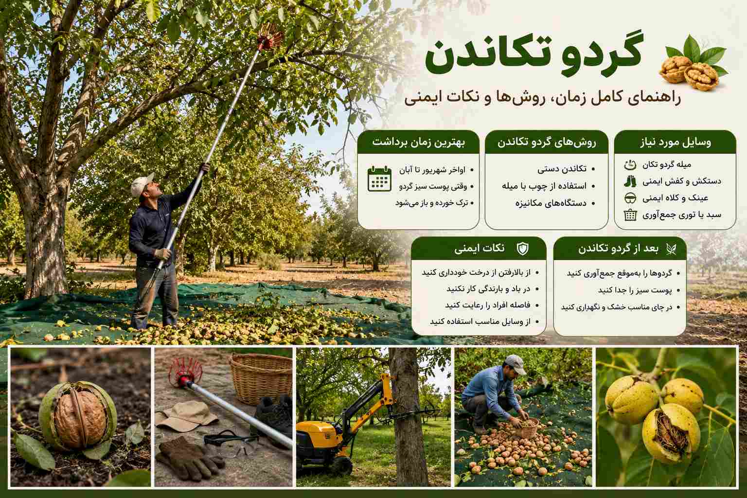 گردو تکاندن